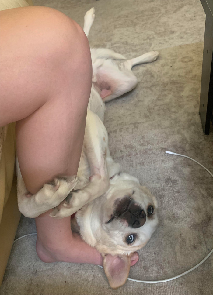 funny pets dog holds onto owner leg