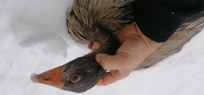 man rescues frozen wild goose