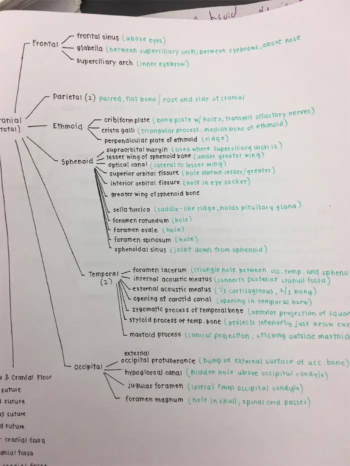 perfect handwriting head bone note