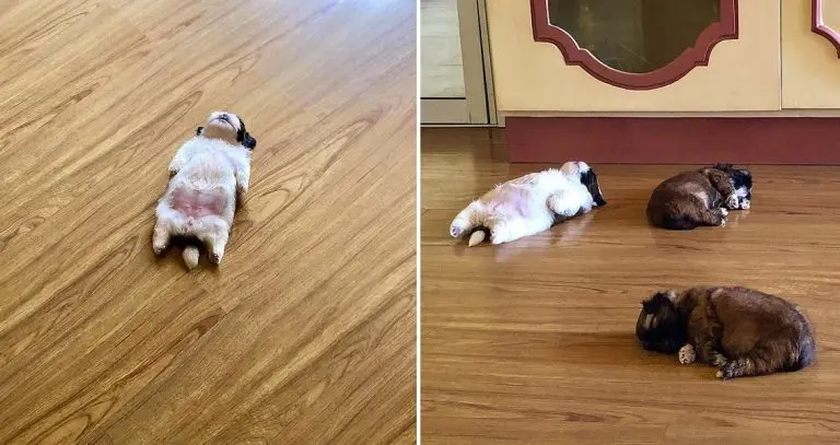 puppy sleeps on its back