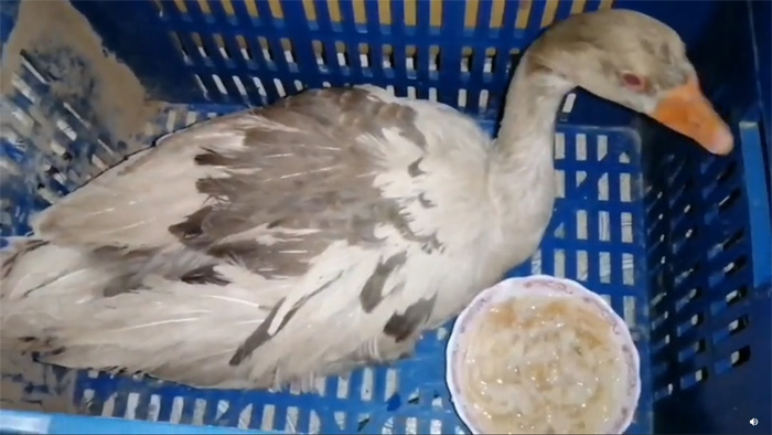 rescued frozen migratory bird