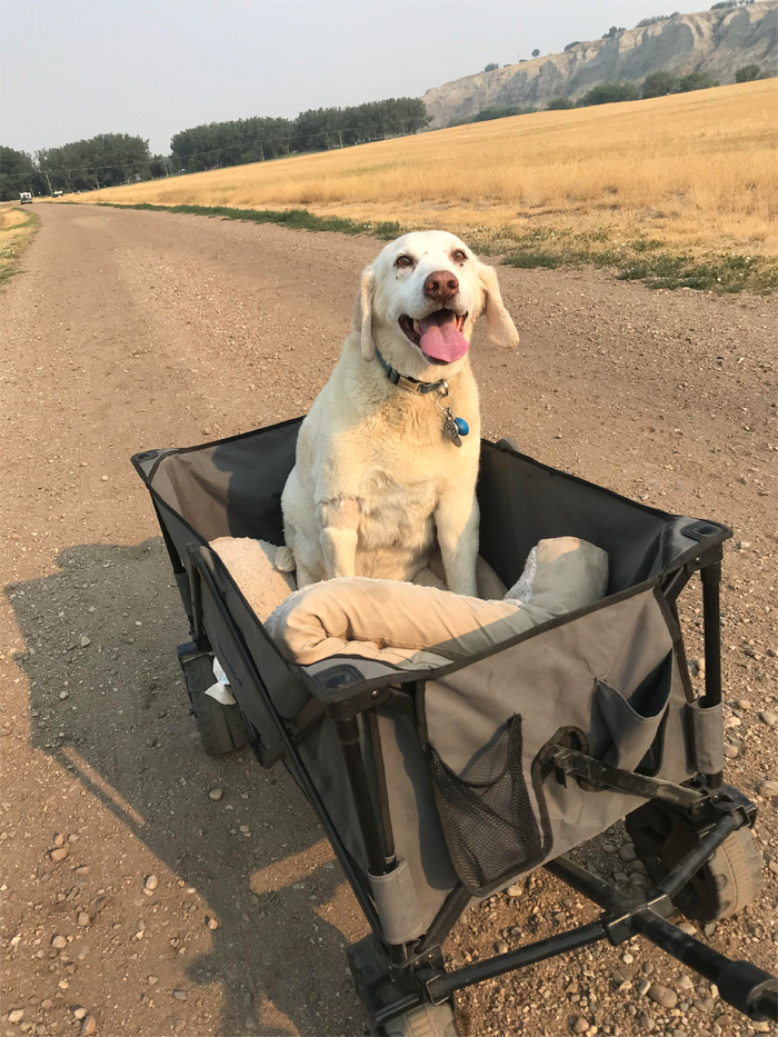 senior dog on a wagon