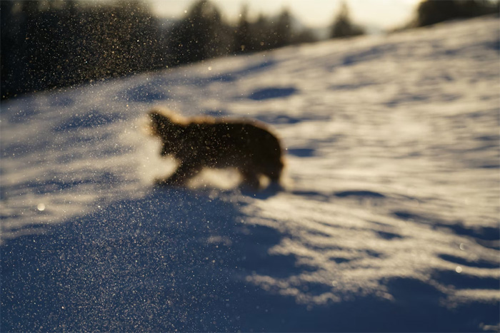 stray dog playing snow