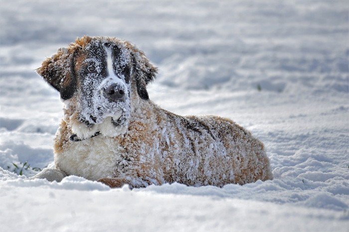 stray dog snow