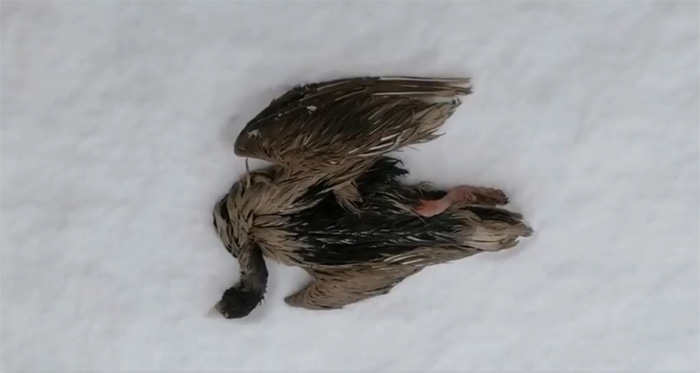wild goose frozen to death rescued