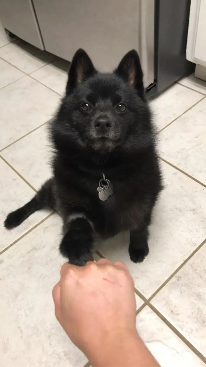 cancer-free dog fist bump