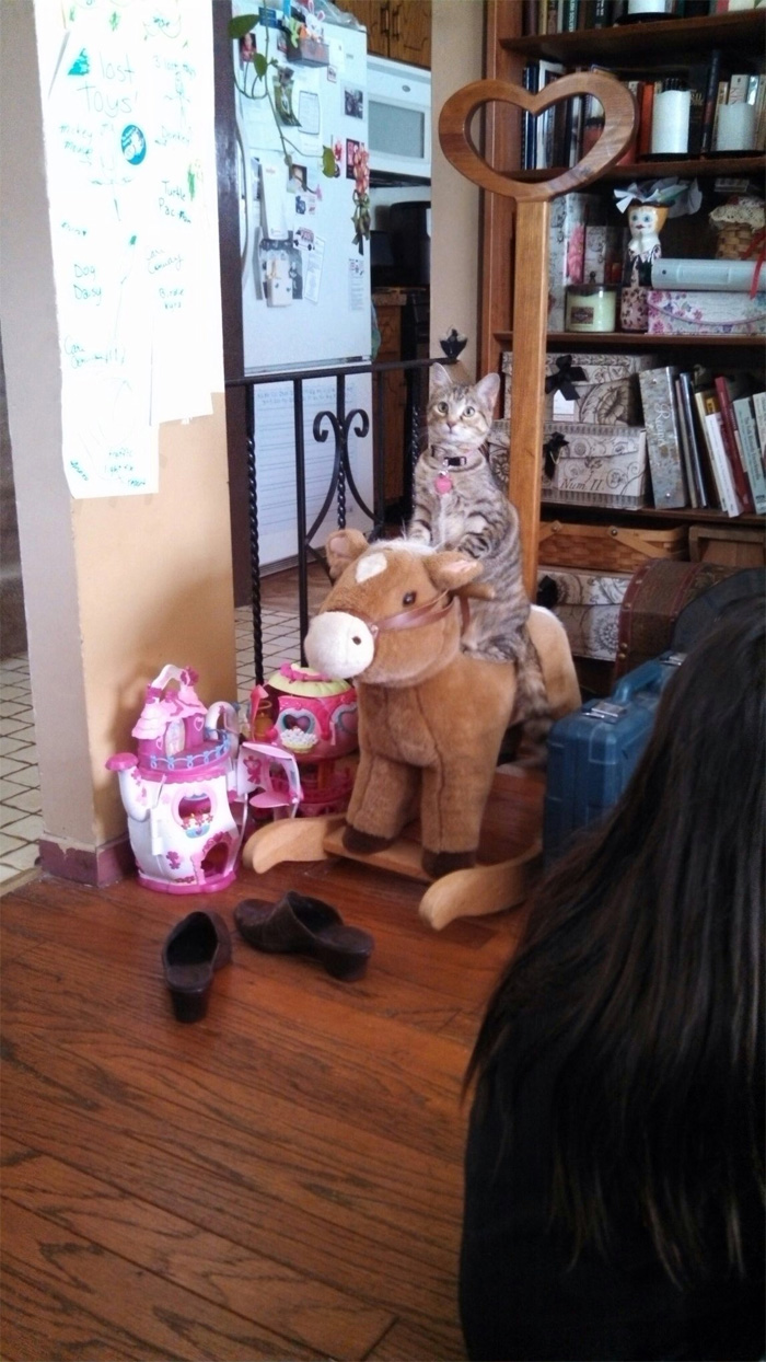 cat on a rocking stuffed toy