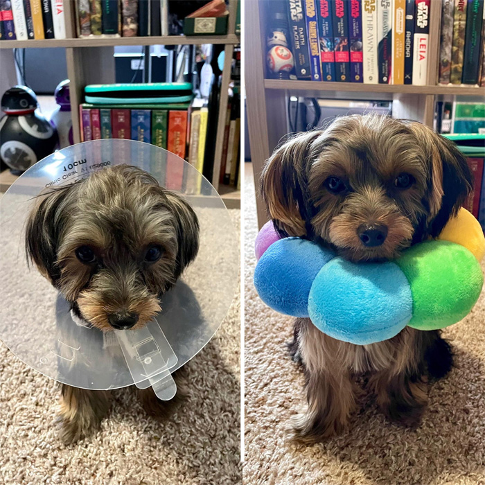 cone of shame vs flower of protection