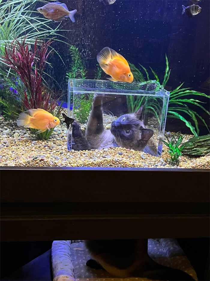 custom-made aquarium cat fish viewing