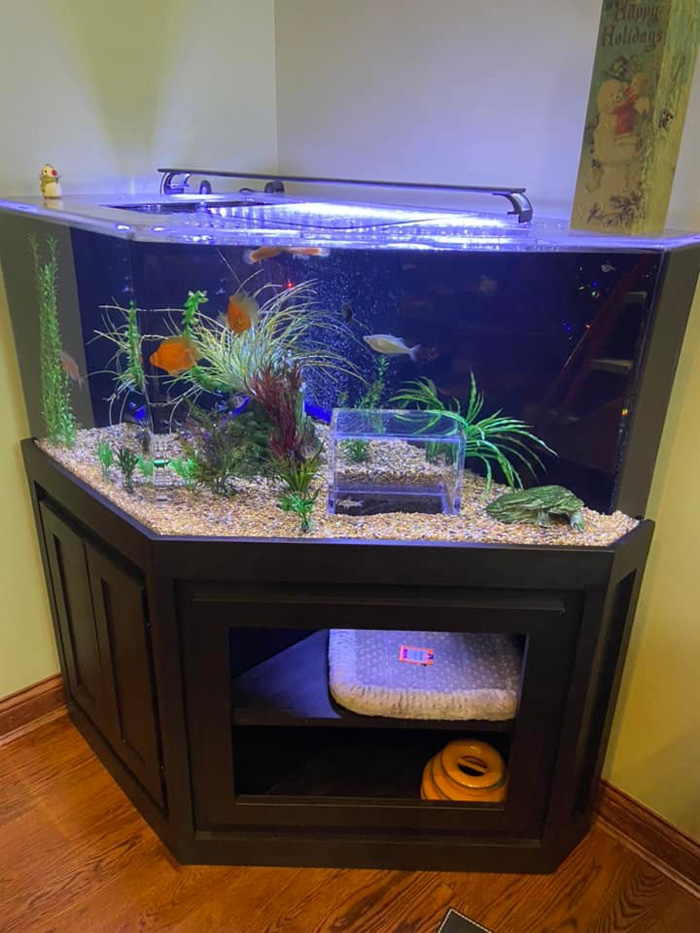 custom-made aquarium cat viewing area