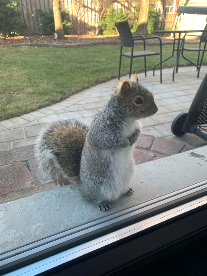 cute squirrel wants more nuts