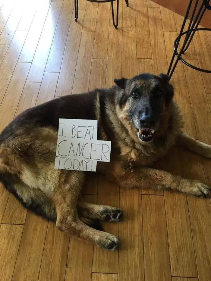 dog beats cancer