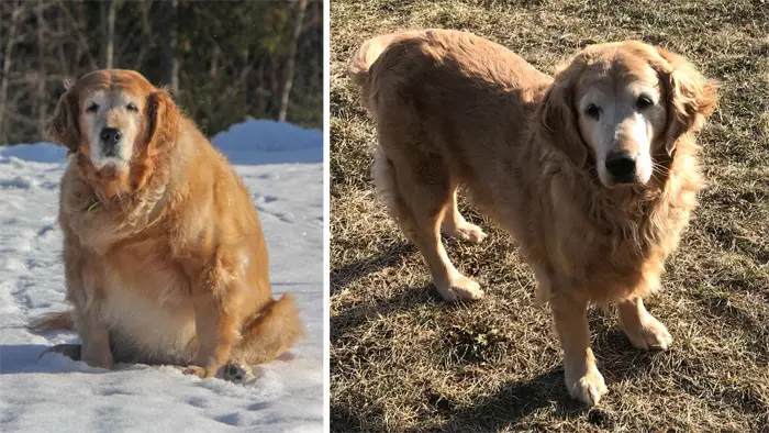 overweight dog loses weight