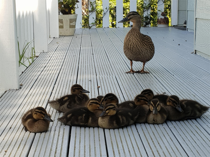 duck brought her babies in