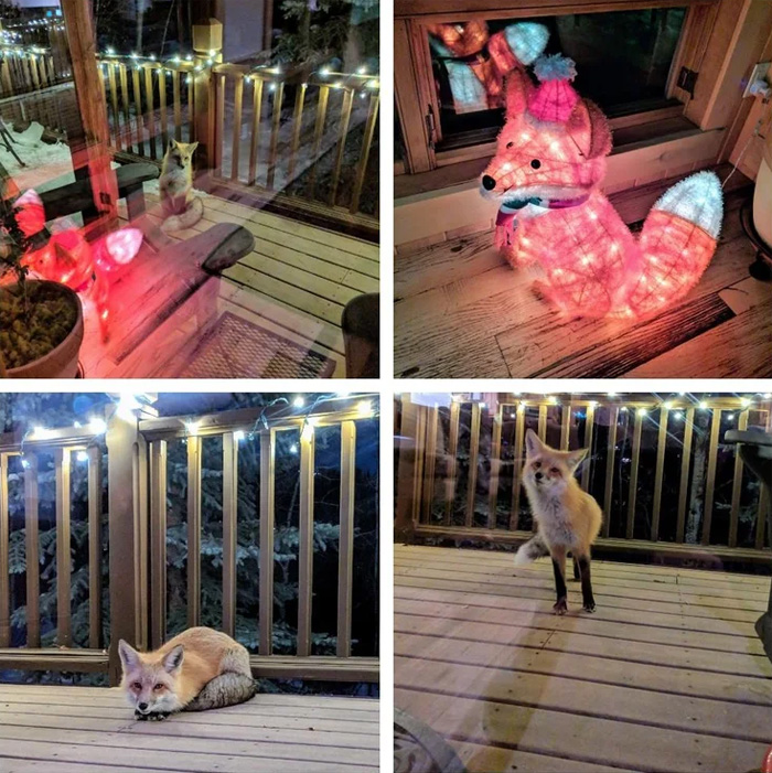 fox attracted to christmas light decor