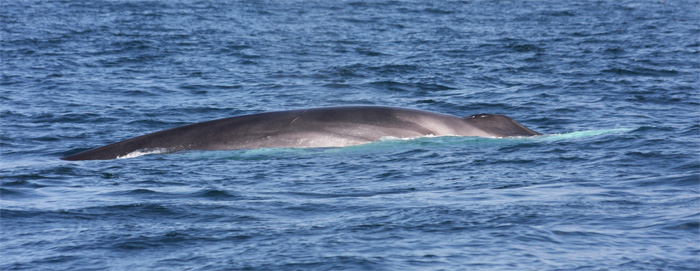 iceland ban whale hunting fin whales