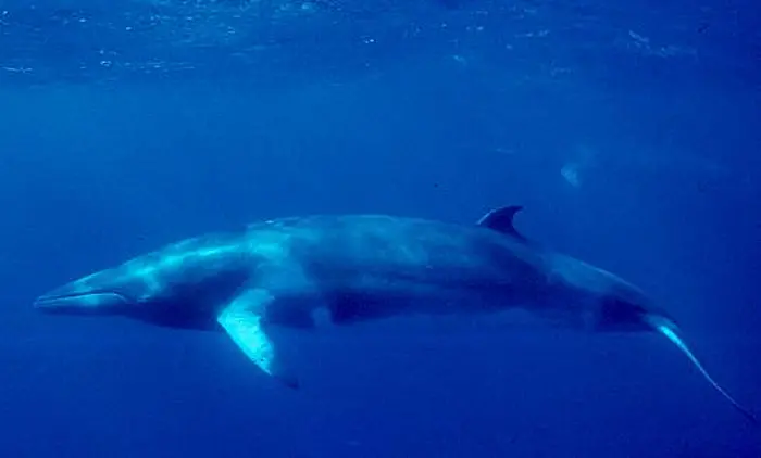 iceland ban whale hunting minke whales