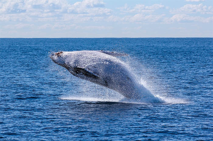 jumping whale