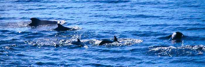 minke whales