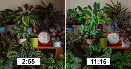 moving plants time lapse