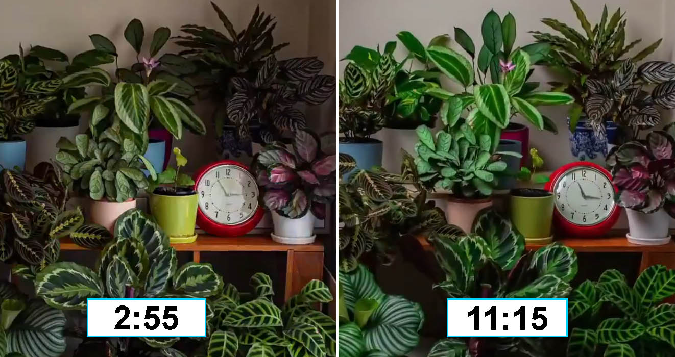 People Are Posting Mesmerizing TimeLapse Videos Showing How Much Plants Move Throughout The Day