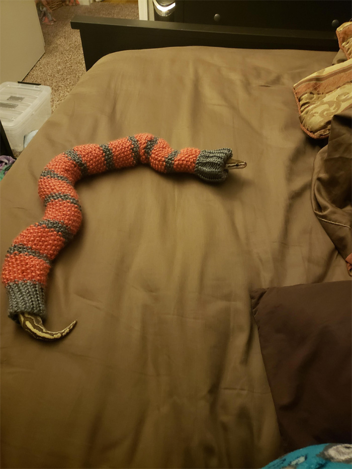pet snake in sweater