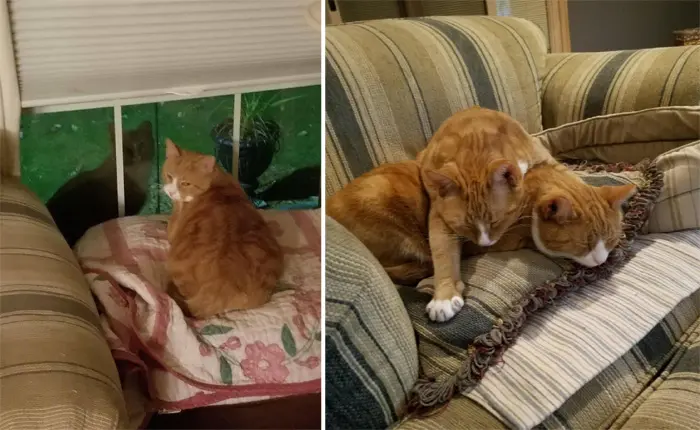 rescued stray cat siblings