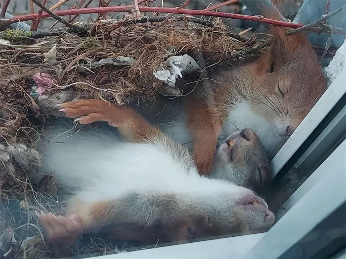 squirrels napping outside window