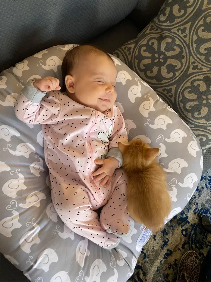 wholesome animals baby and kitten friends