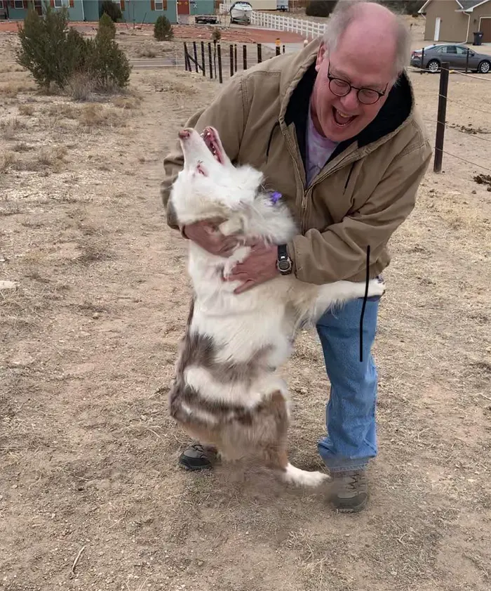 wholesome animals deafblind dog reunites with owner