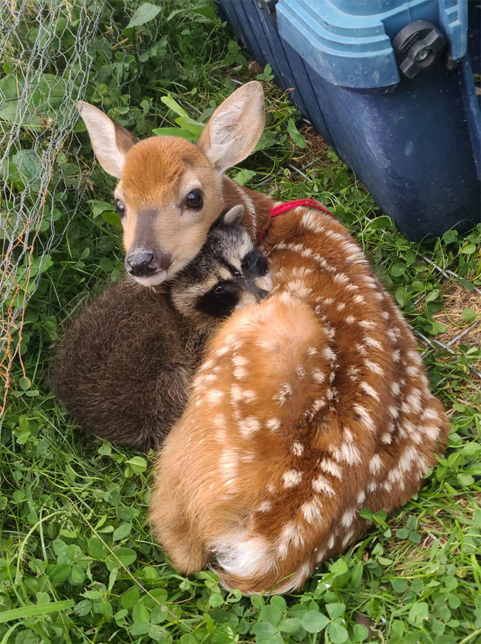 wholesome animals deer and raccoon friendship