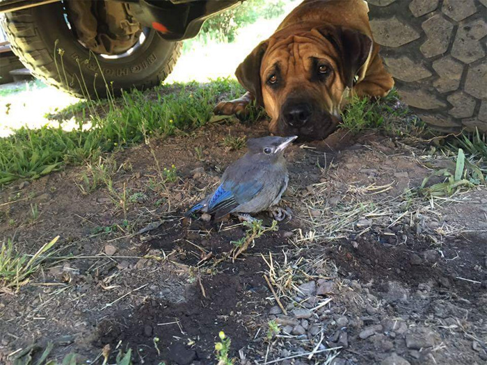 wholesome animals dog guards injured bird