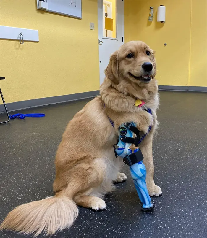 wholesome animals dog prosthetic leg