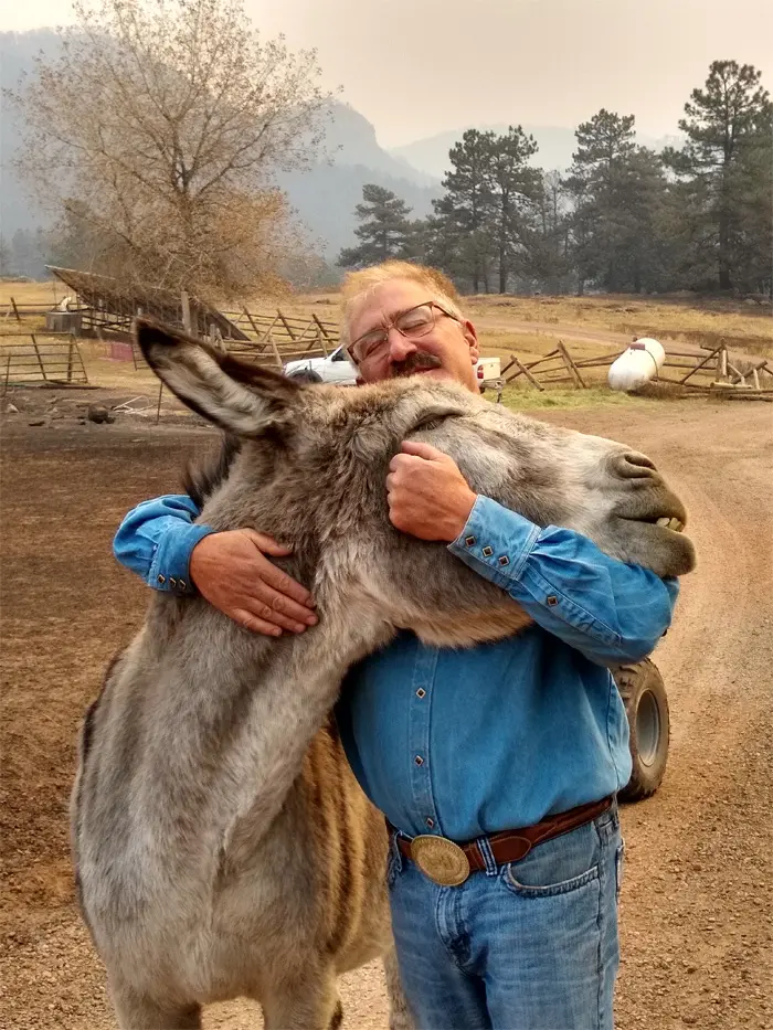 wholesome animals donkey reunites with owner