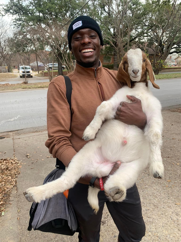 wholesome animals goat follows guy home