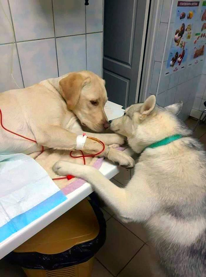wholesome animals vet comfort-dog assistant