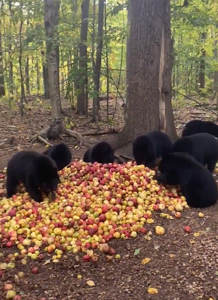 bear cubs eating apple
