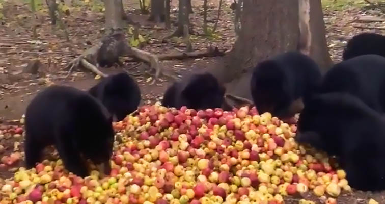bear cubs eating sounds