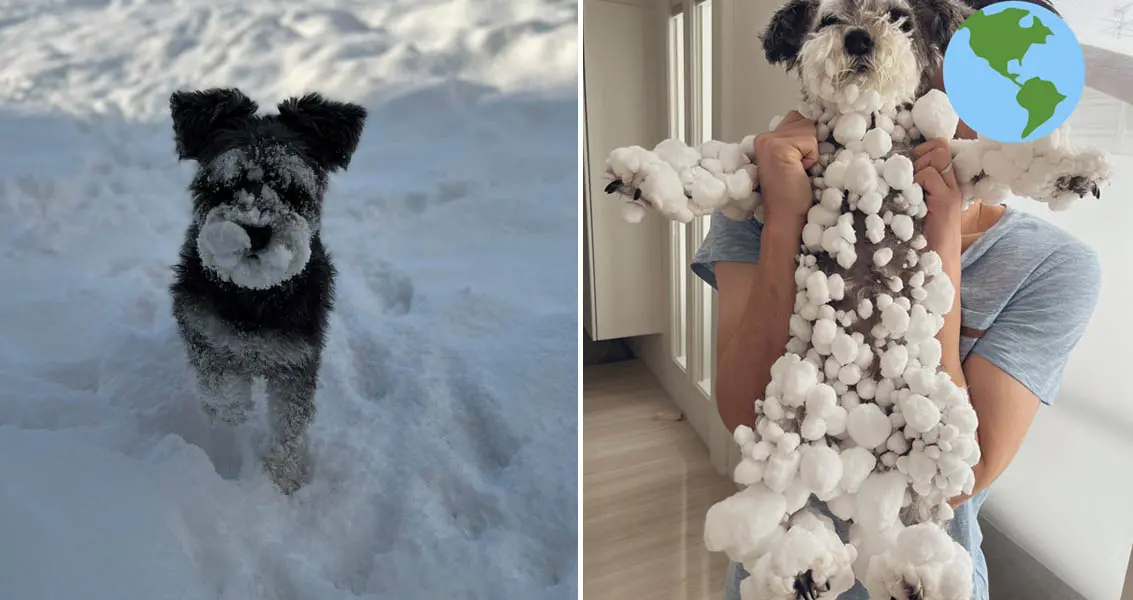 dog covered in snow