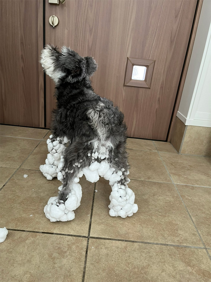 hokkaido dog kuu-chan snowman