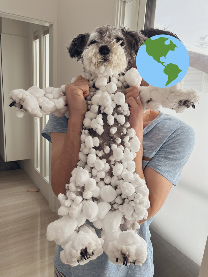 hokkaido dog turns snowman