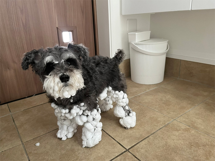 kuu-chan dog turns snowman