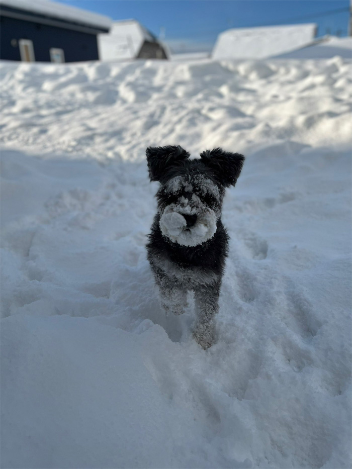 kuu-chan loves snow