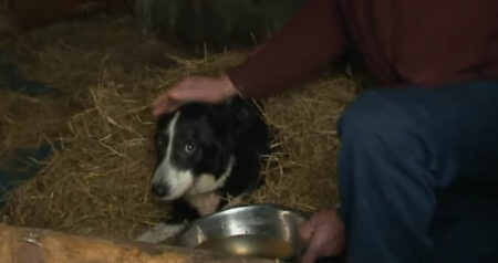 oldest dog in Ireland