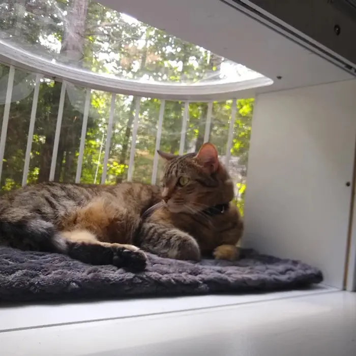 window perch catio with bed