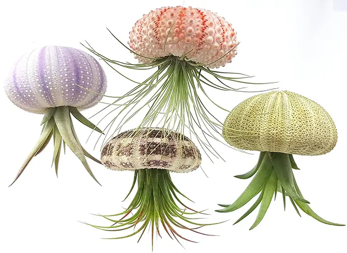 auramore jellyfish planter set