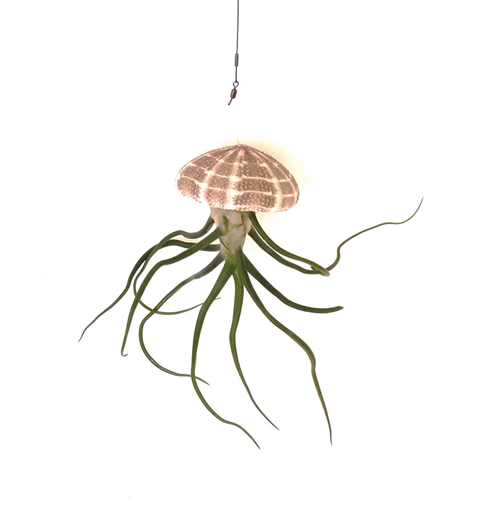 paradiseairplants sea jelly hanging pot for air plants