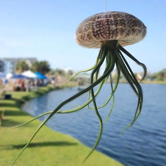 paradiseairplants sea jelly hanging pot