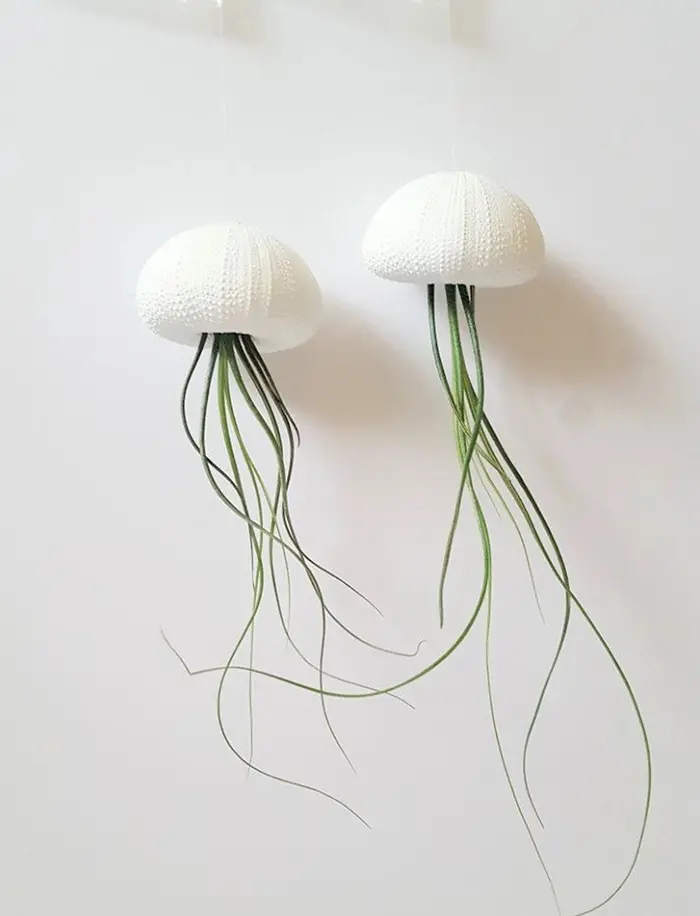 rootbotanical sea jelly hanging pot pair