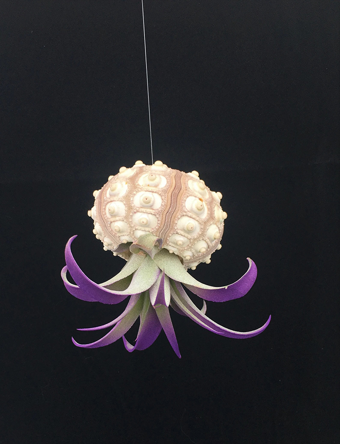 twistedacres air plant in sputnik sea urchin hanging pot